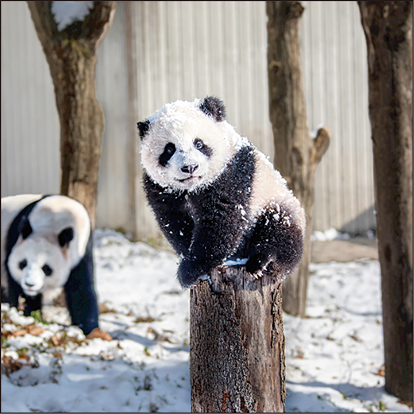 2026 パンダ LPサイズ 壁掛けカレンダー | 伊東屋オンラインストア