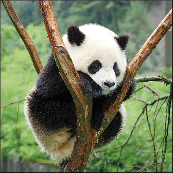 2026 パンダ LPサイズ 壁掛けカレンダー | 伊東屋オンラインストア