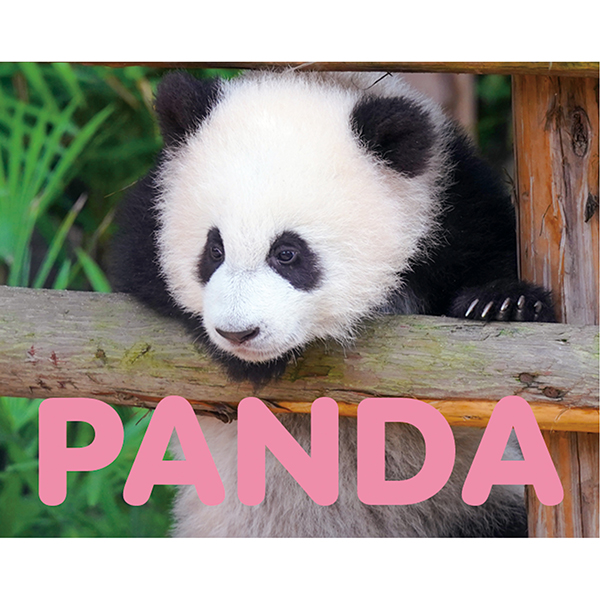2026 パンダ LPサイズ 壁掛けカレンダー | 伊東屋オンラインストア