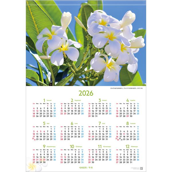 花カレンダー2022】プルメリア★フラワー ハワイアンおしゃれ壁掛けかわいい 花カレンダー2022】プルメリア☆フラワー ハワイアンおしゃれ