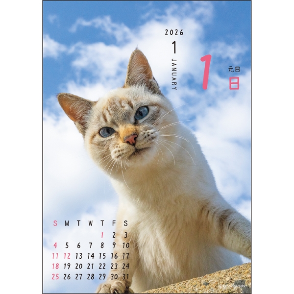 2026 日めくりカレンダー ニャン！！めくり／五十嵐健太 | 伊東屋