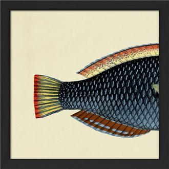 額装プリント１５ｘ１５　ベラ（尾）