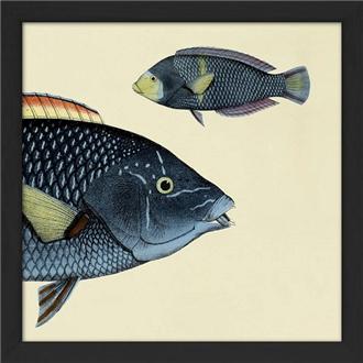 額装プリント１５ｘ１５　ベラ（頭）