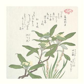 プリント３０ｘ３０　木版色紙（沈丁花）