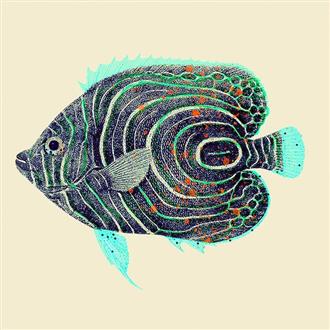 プリント１５ｘ１５　タテジマキンチャクダイの稚魚