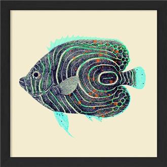 額装プリント１５ｘ１５　タテジマキンチャクダイの稚魚