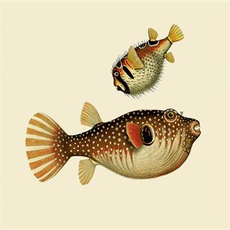 プリント１５ｘ１５　フグとハリセンボン