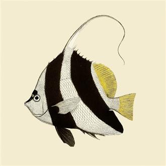 プリント１５ｘ１５　エンジェルフィッシュ