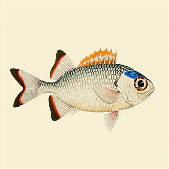 プリント１５ｘ１５　橙と白と青の魚