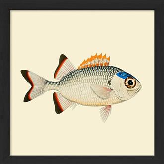 額装プリント１５ｘ１５　橙と白と青の魚