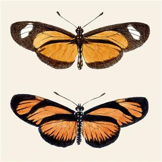プリント１５ｘ１５　カバマダラ蝶