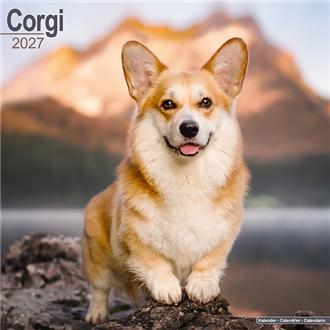 ２０２７　３０ｘ３０　Ｃｏｒｇｉ