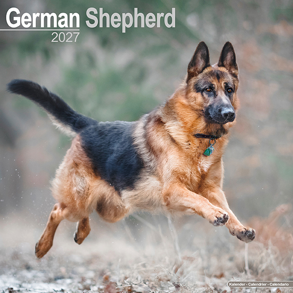 2027 30x30 G．Shepherd | 伊東屋オンラインストア
