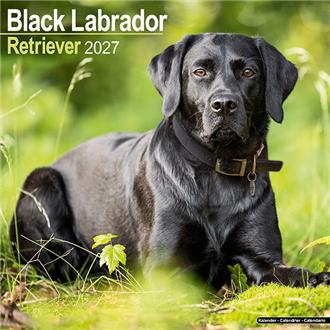 ２０２７　３０ｘ３０　Ｂ．Ｌａｂｒａｄｏｒ
