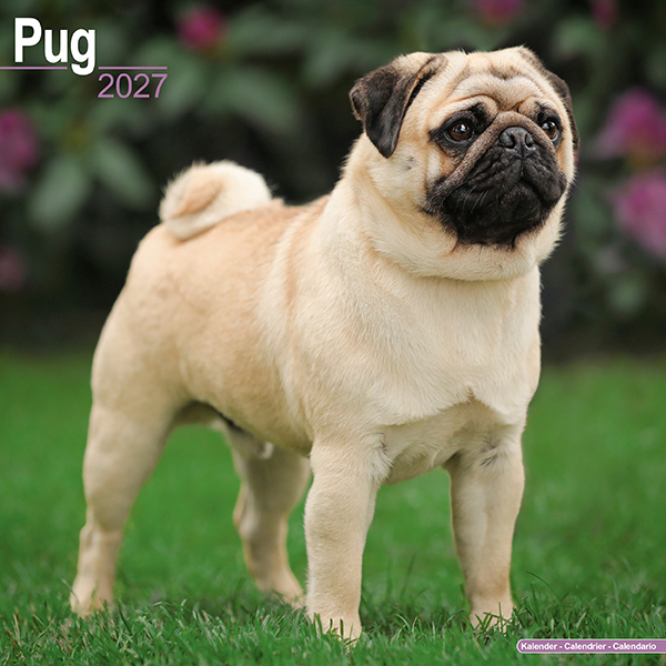 2027 30x30 Pug | 伊東屋オンラインストア