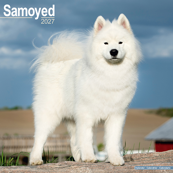 Samoyed サモエド　ウールコート 2027 30x30 Samoyed | 伊東屋オンラインストア