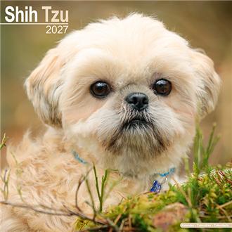 ２０２７　３０ｘ３０　Ｓｈｉｈ　Ｔｚｕ