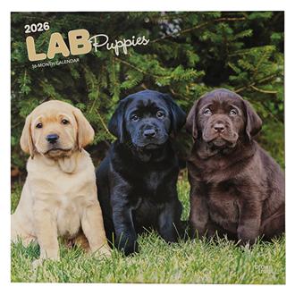 ２０２６　３０ｘ３０　ＬＡＢ　ＲＥＴＲＩ　ＰＰＹ